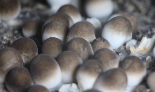 新鲜的草菇怎样保鲜 如何保存草菇