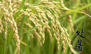 处暑节气的传统习俗有哪些 处暑节气的传统习俗介绍