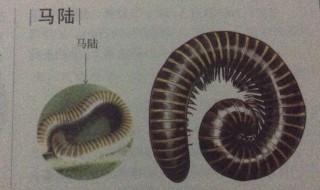 马陆虫有毒吗 马陆虫有没有毒