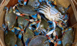 芙蓉蟹斗的做法 教你芙蓉蟹斗的做法