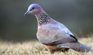 山斑鸠吃什么 关于斑鸠吃什么介绍