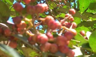 青花椒和红花椒的区别作用 青花椒和红花椒不同点