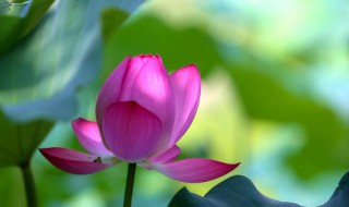 为什么不能摘荷花 不能摘荷花的原因