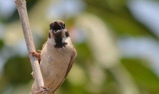 麻雀身上的小虫子是什么 麻雀身上的小虫子有危害吗
