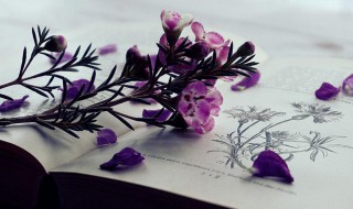 jf是什么意思 jf解释