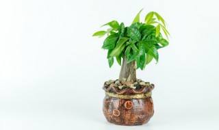 描写植物的四字词语有哪些 描写植物的四字词语具体有哪些