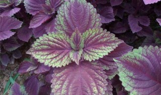 紫苏叶怎样才能保鲜 如何保存紫苏叶