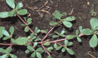 怎样保鲜马齿苋 如何保鲜马齿苋