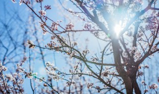 梅花在古代中的含义是什么 梅花在古代中的含义