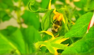 番茄授粉蜜蜂好还是沾花好 好在什么地方