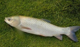 6斤大草鱼养殖成本 6斤大草鱼养殖成本要多少?