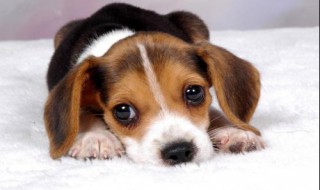 狗狗的全部品种 狗狗品种大全