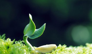 孕妇梦见花发芽 是好梦吗