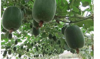 迷你小东瓜的种植技术 如何种植迷你小冬瓜