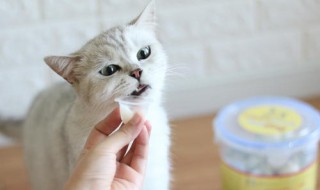 猫罐头怎么做 猫吃什么鱼比较好