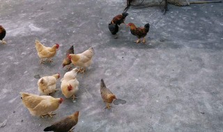 小鸡养殖技术与管理 你知道吗