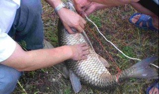 十斤的草鱼用多大的钩子 怎么规定