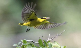 立春前打雷下雨好吗 有什么说法吗