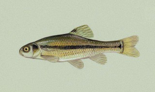 肥水如何钓鲫鱼 你知道吗