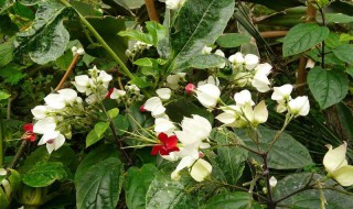 龙吐珠花谢后施什么肥 施肥的正确方法