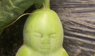 人心果插枝种植 这几种种植方法你会吗