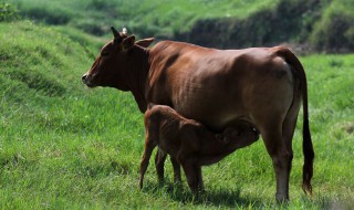 牛下跪是怎么回事 你知道吗