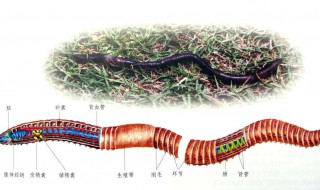 蚯蚓有什么作用? 蚯蚓的用途有哪些？
