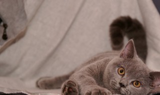 英国短毛猫好养吗 这种猫你会养吗