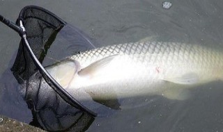 如何钓草鱼?怎样钓大草鱼 钓大草鱼的方法和技巧