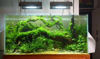 水草缸的温度一般多少 快来看看吧