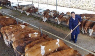 农村养牛牛圈怎样盖 建筑方面有什么要求