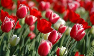 12月份种植郁金香发芽 在什么时候种植