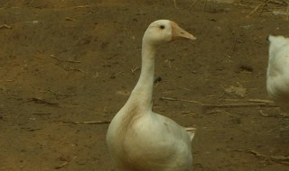 种鹅控料期饲料的配比 饲养种鹅怎样的饲料配比才最为科学