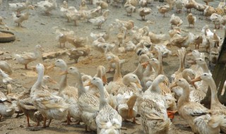 养鸭前景如何 养鸭前期都需要注意什么