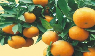沃柑树苗的种植技术 如何种沃柑树