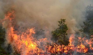 梦见火 预示这什么