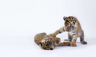 梦见老虎 梦见大老虎是什么意思