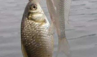 3号袖钩钓多大鲫鱼 这个答案很中肯