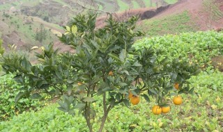 桔子树嫁接时间和方法 桔子树嫁接时间和方法简单介绍