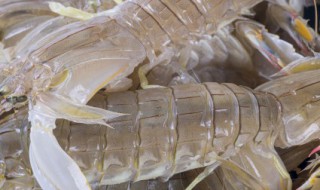 皮皮虾怎么挑 如何选择皮皮虾