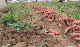 红薯育苗时间和方法 红薯育苗时间和方法简单介绍