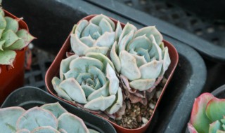多肉种子的种植方法 多肉种子如何种植