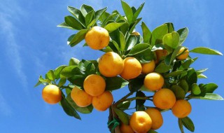 盆栽金桔的养殖方法 盆栽金橘技术要点