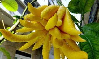 佛手的种植方法 佛手如何种植