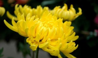 菊花的养殖方法 菊花如何养殖