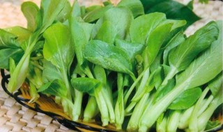 鸡毛菜的种植方法 鸡毛菜如何种植