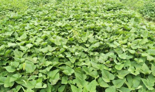 梦到摘红薯叶是什么意思 梦到摘红薯叶梦境解析