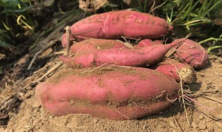 地瓜的种植方法 地瓜怎么种植