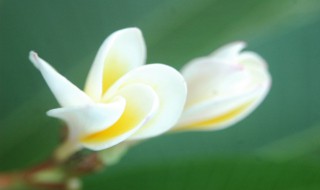 白兰花的养殖方法 白兰花怎么养殖