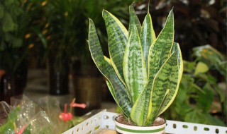 虎皮兰的繁殖方法 虎皮兰怎么繁殖